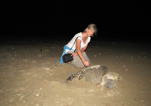 Olive ridley sea turtle laying her eggs – Huatulco, Mexico